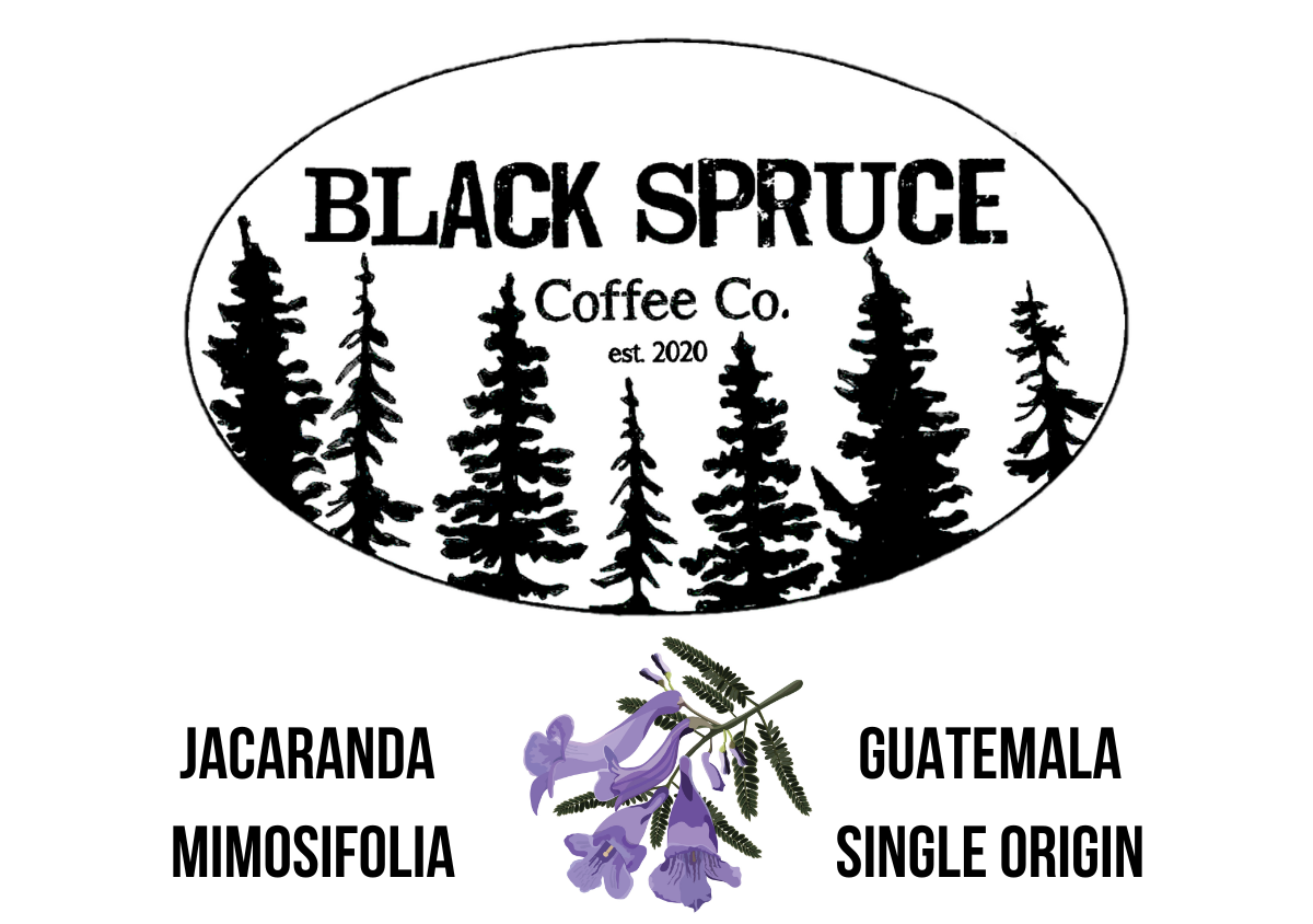 Jacaranda Mimosifolia (Jacaranda): Gautemala Single Origin